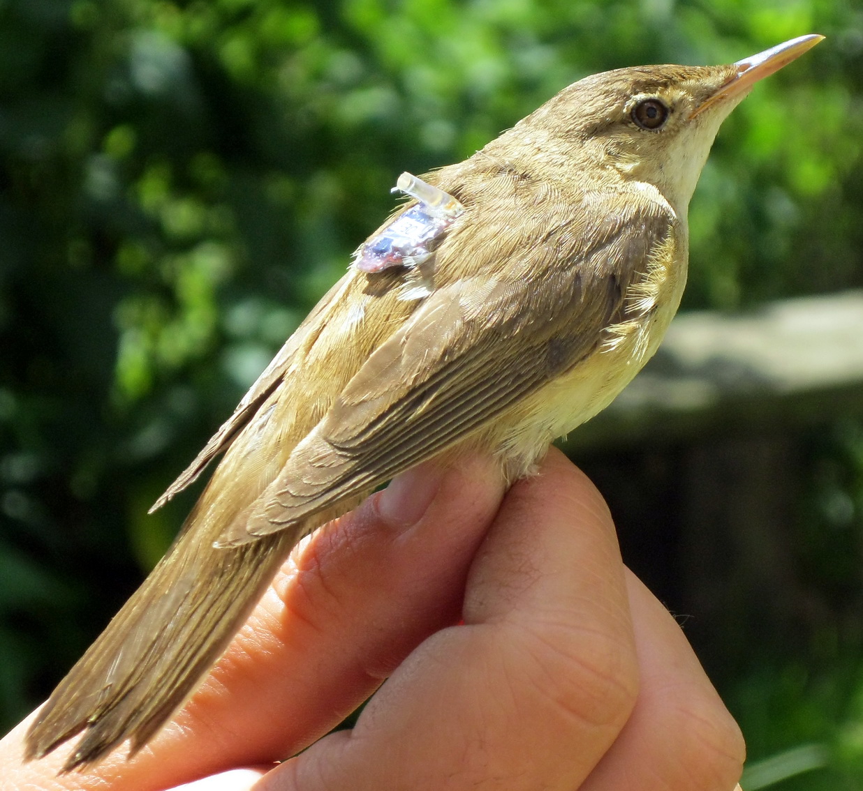 Grantová agentura ČR vyhlásila seznam úspěšných projektů se zahájením v roce 2020. Ústav biologie obratlovců tak od Nového roku zahájí minimálně pět nových projektů.